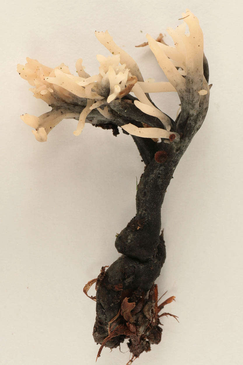 Image of Clavulina coralloides (L.) J. Schröt. 1888