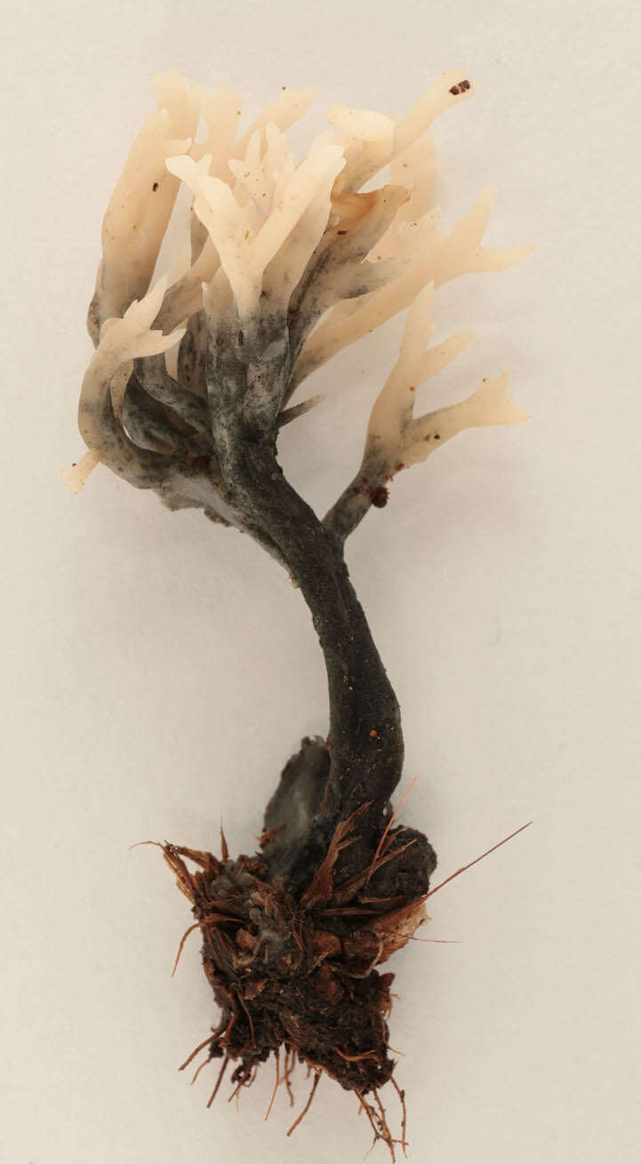 Image of Clavulina coralloides (L.) J. Schröt. 1888