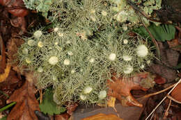 Image of Florida beard lichen