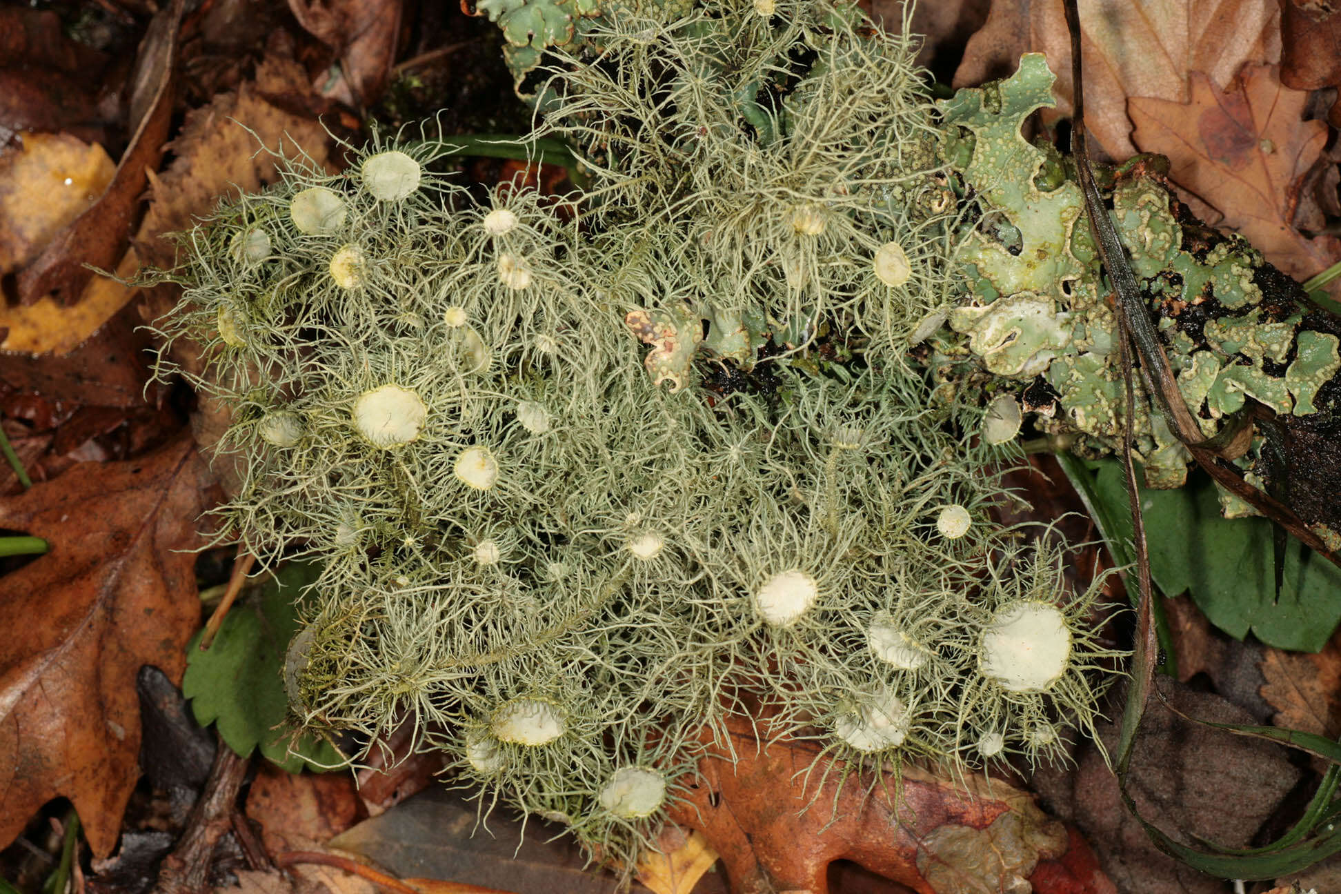 Image of Florida beard lichen