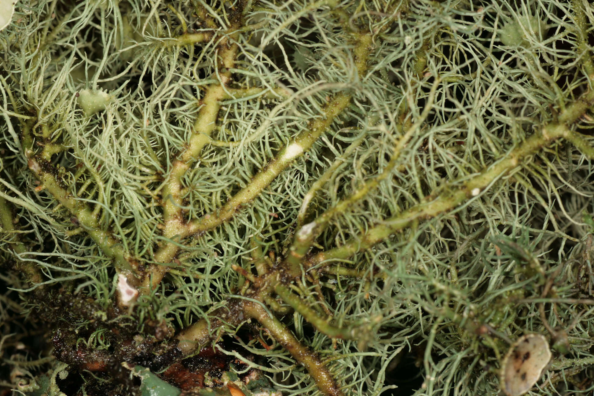 Image of Florida beard lichen