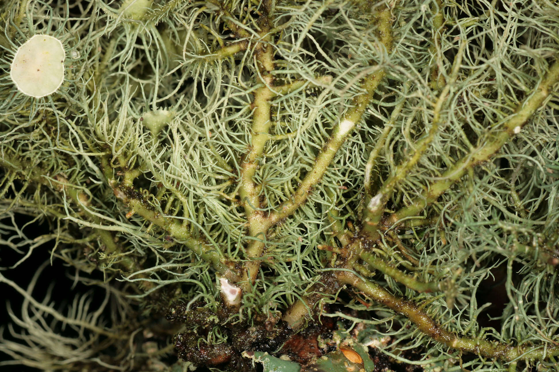 Image of Florida beard lichen