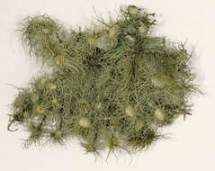 Image of Florida beard lichen