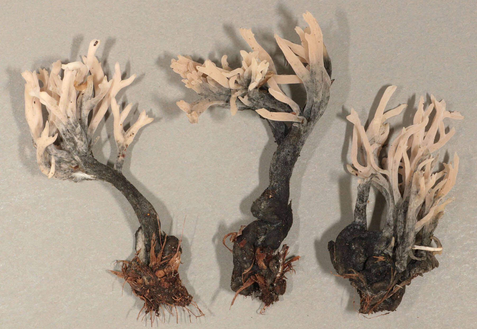 Image of Clavulina coralloides (L.) J. Schröt. 1888