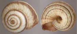 Image de Cernuella virgata (da Costa 1778)