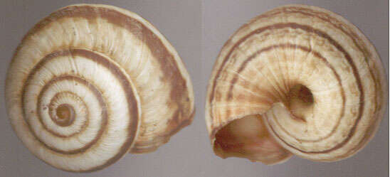 Image of Maritime gardensnail