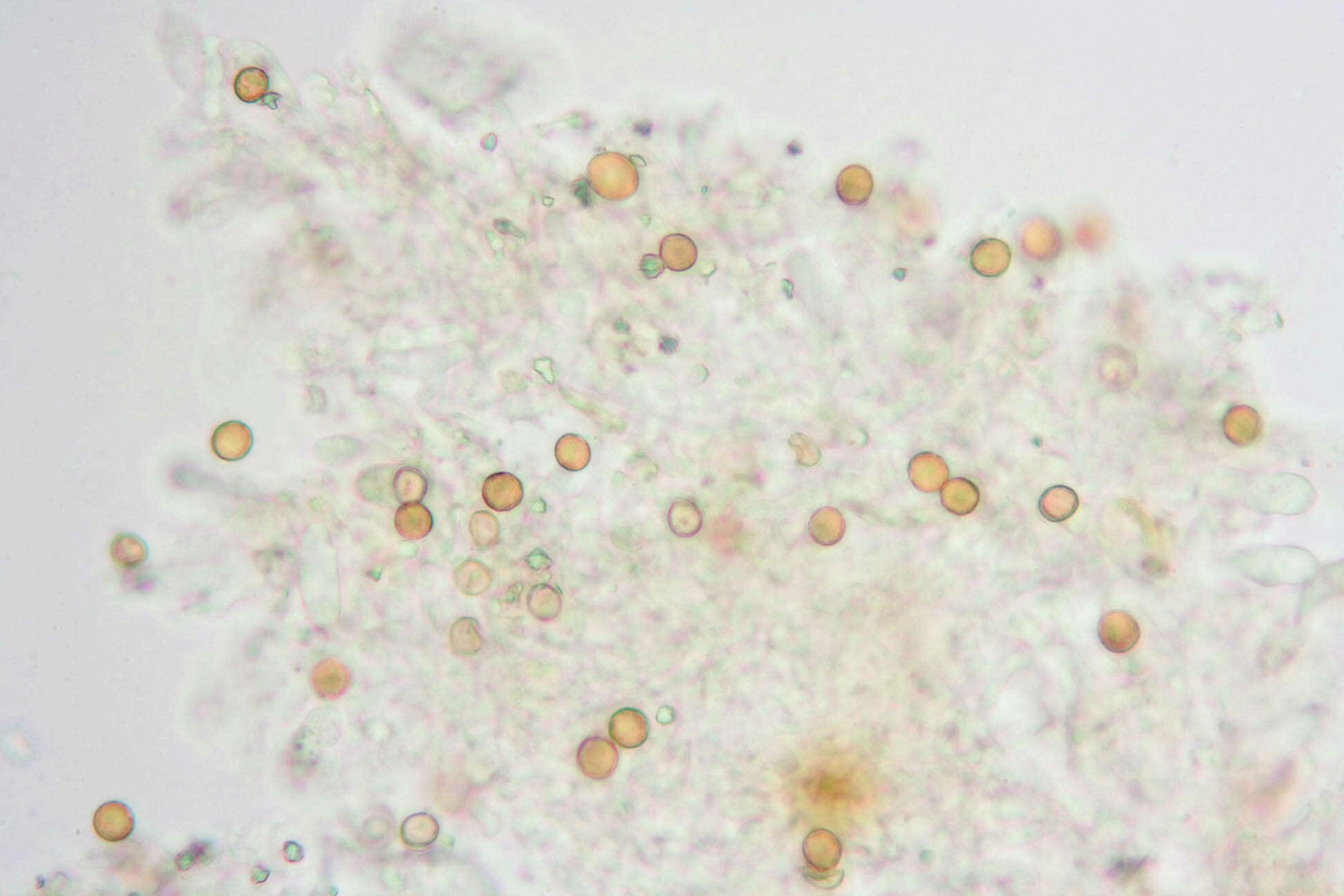 Image of Chromocyphellaceae