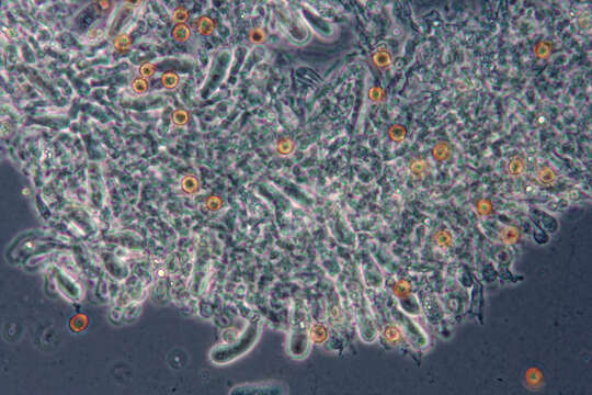 Image of Chromocyphellaceae