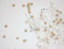 Image of Chromocyphellaceae