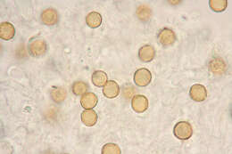 Image of Chromocyphellaceae