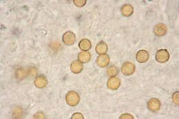 Image of Chromocyphellaceae