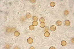 Image of Chromocyphellaceae