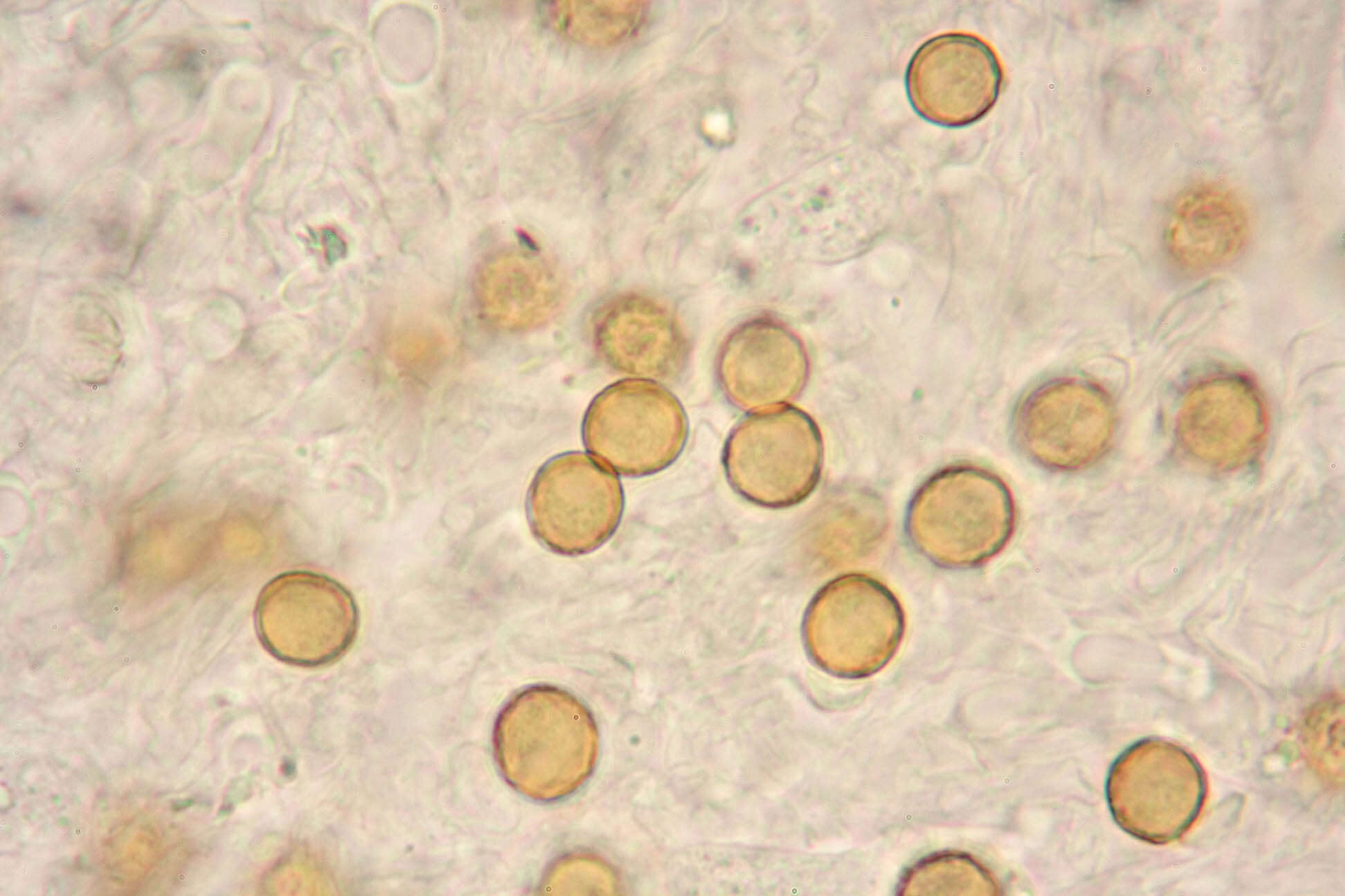 Image of Chromocyphellaceae