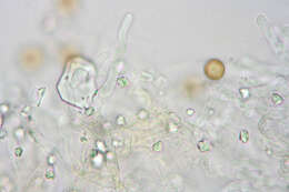 Image of Chromocyphellaceae