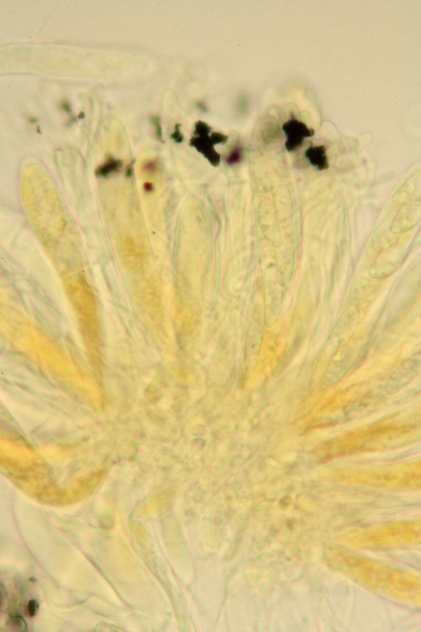 Image of Pezicula cinnamomea (DC.) Sacc. 1889