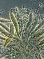 Image of Pezicula cinnamomea (DC.) Sacc. 1889