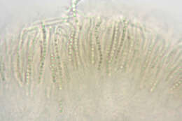 Image of Trichoderma minutisporum Bissett 1992