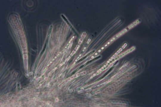 Plancia ëd Trichoderma minutisporum Bissett 1992