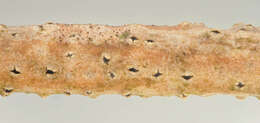 Image of Ascomycota