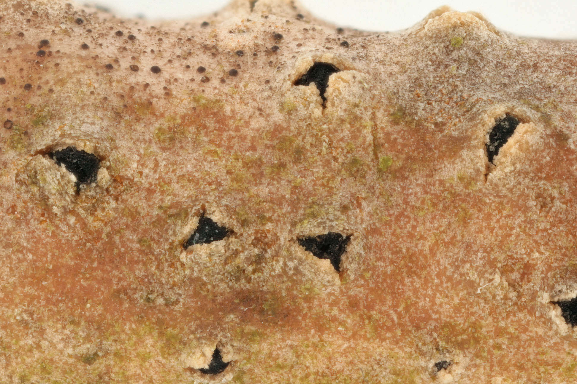 Image of Ascomycota