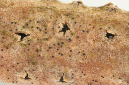 Image of Pteromycula clypeiformis P. F. Cannon 1997