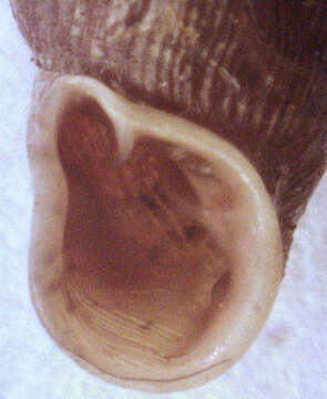 Image of two-toothed door snail