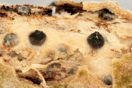 Image of Ascomycota