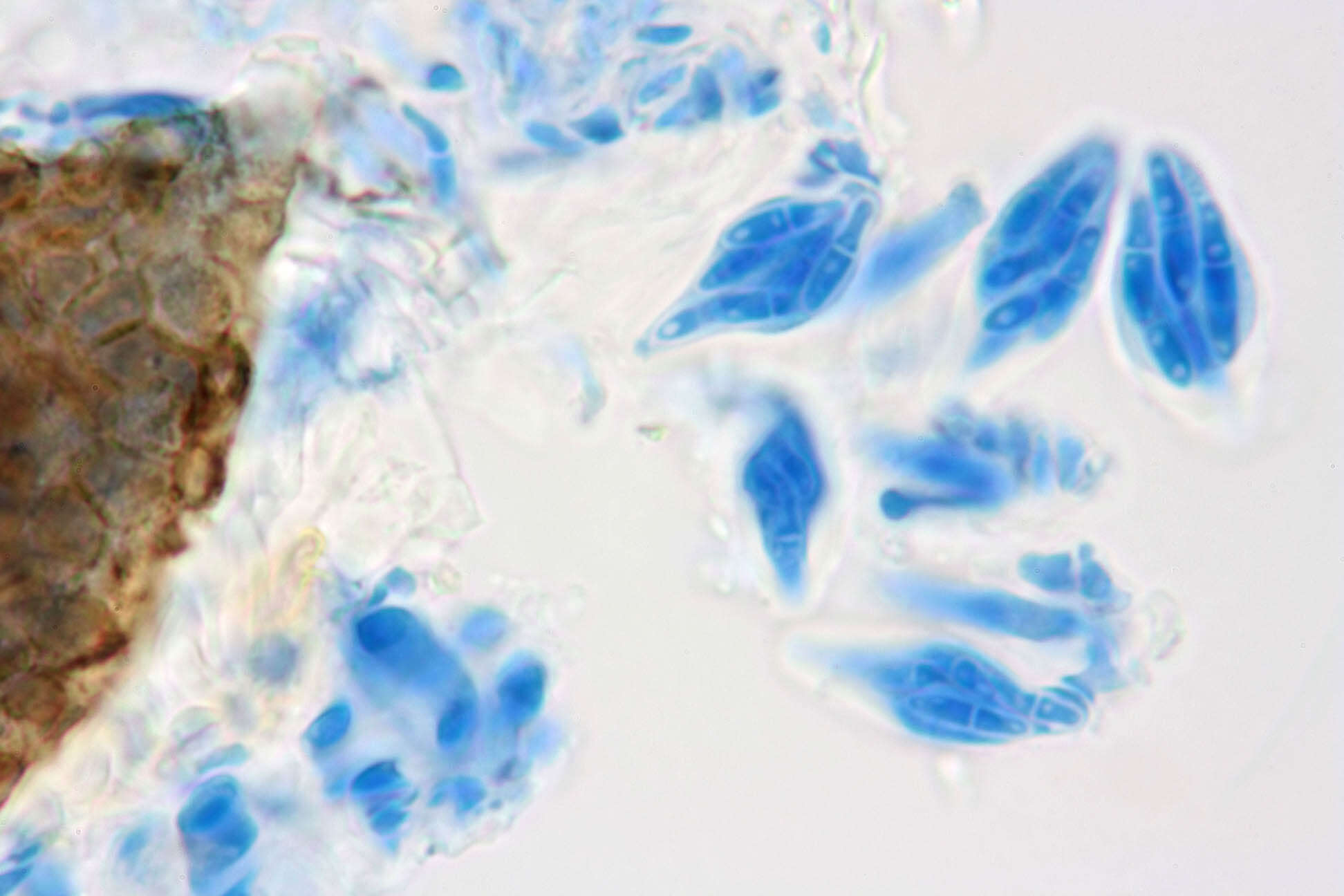 Image of Pteromycula clypeiformis P. F. Cannon 1997