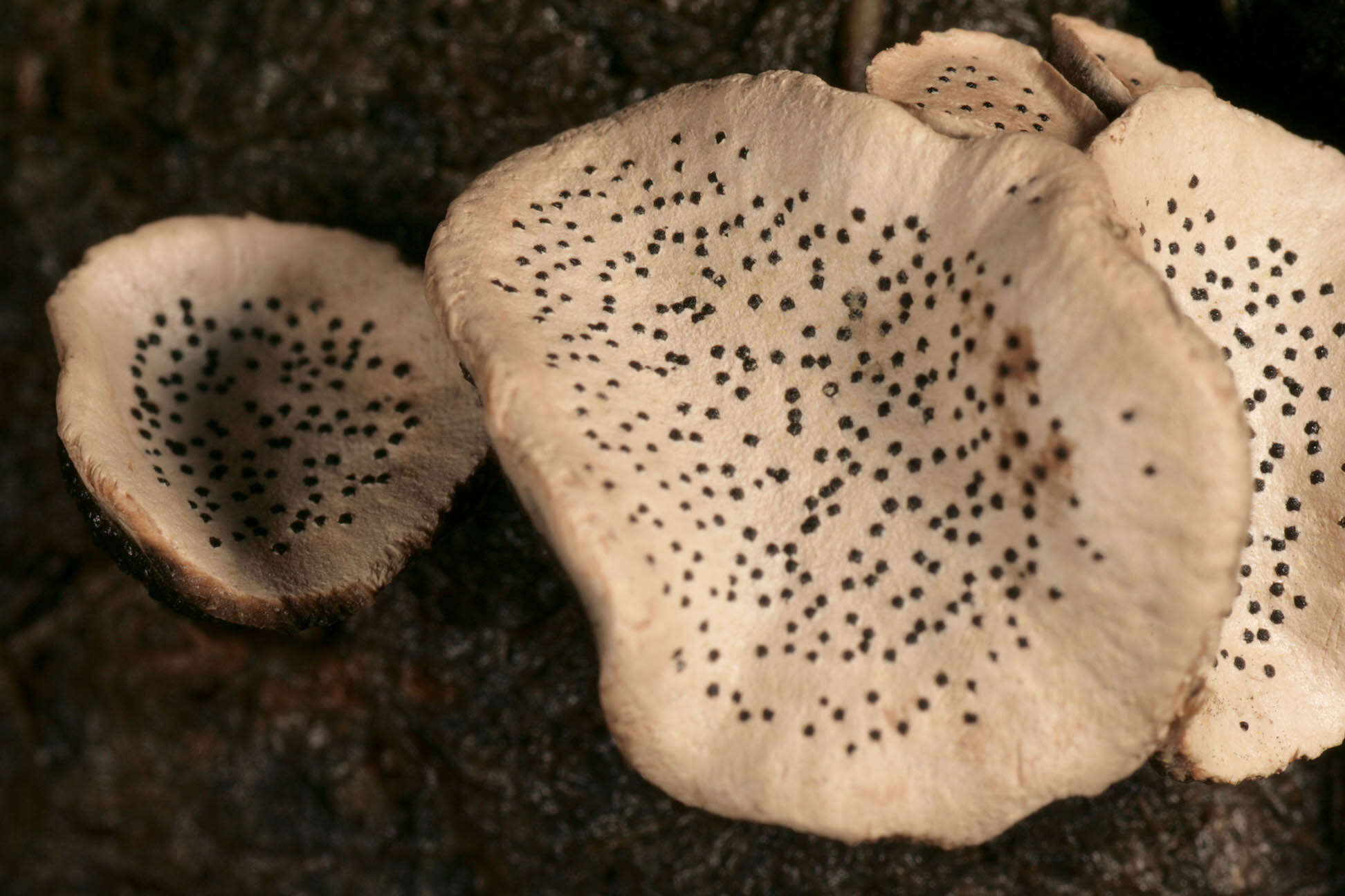 Image of Nail fungus