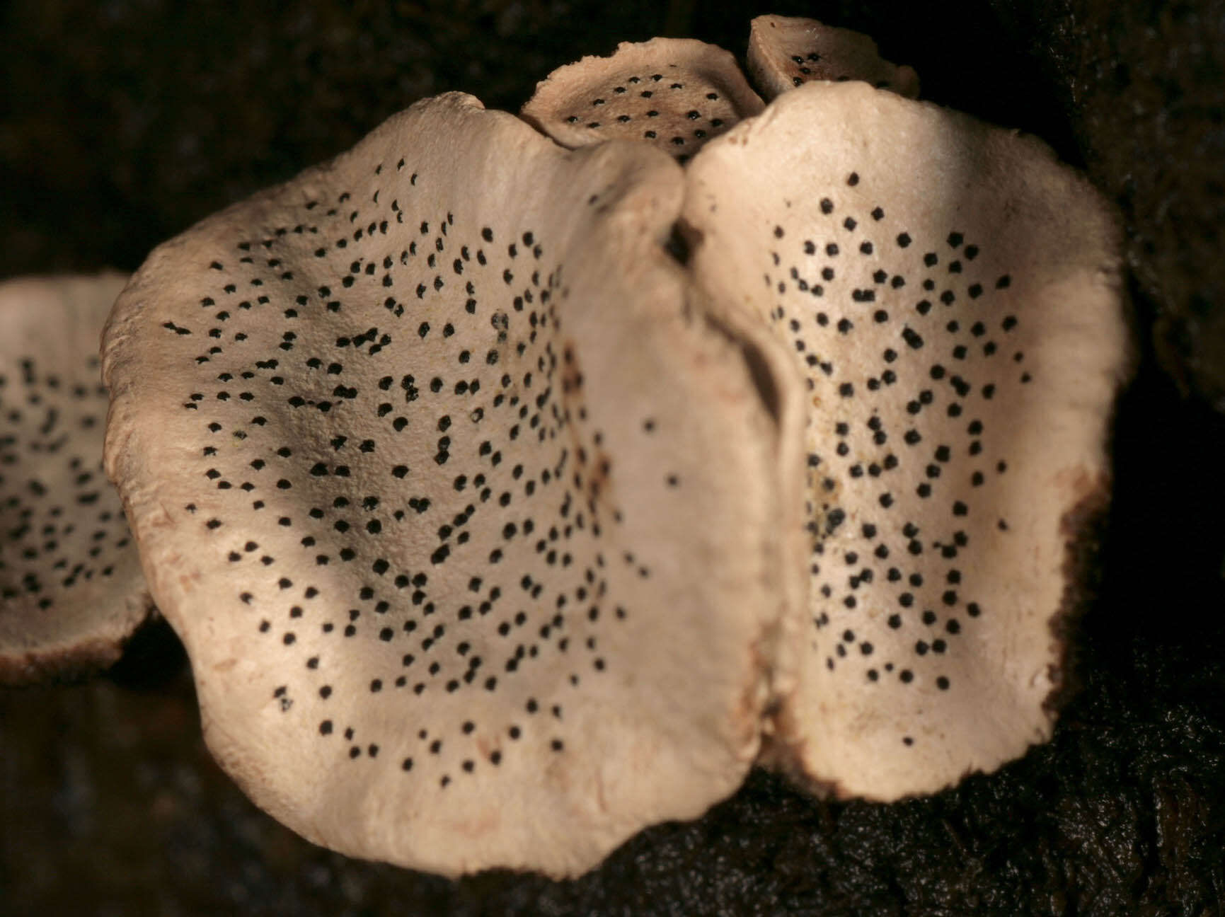 Image of Nail fungus