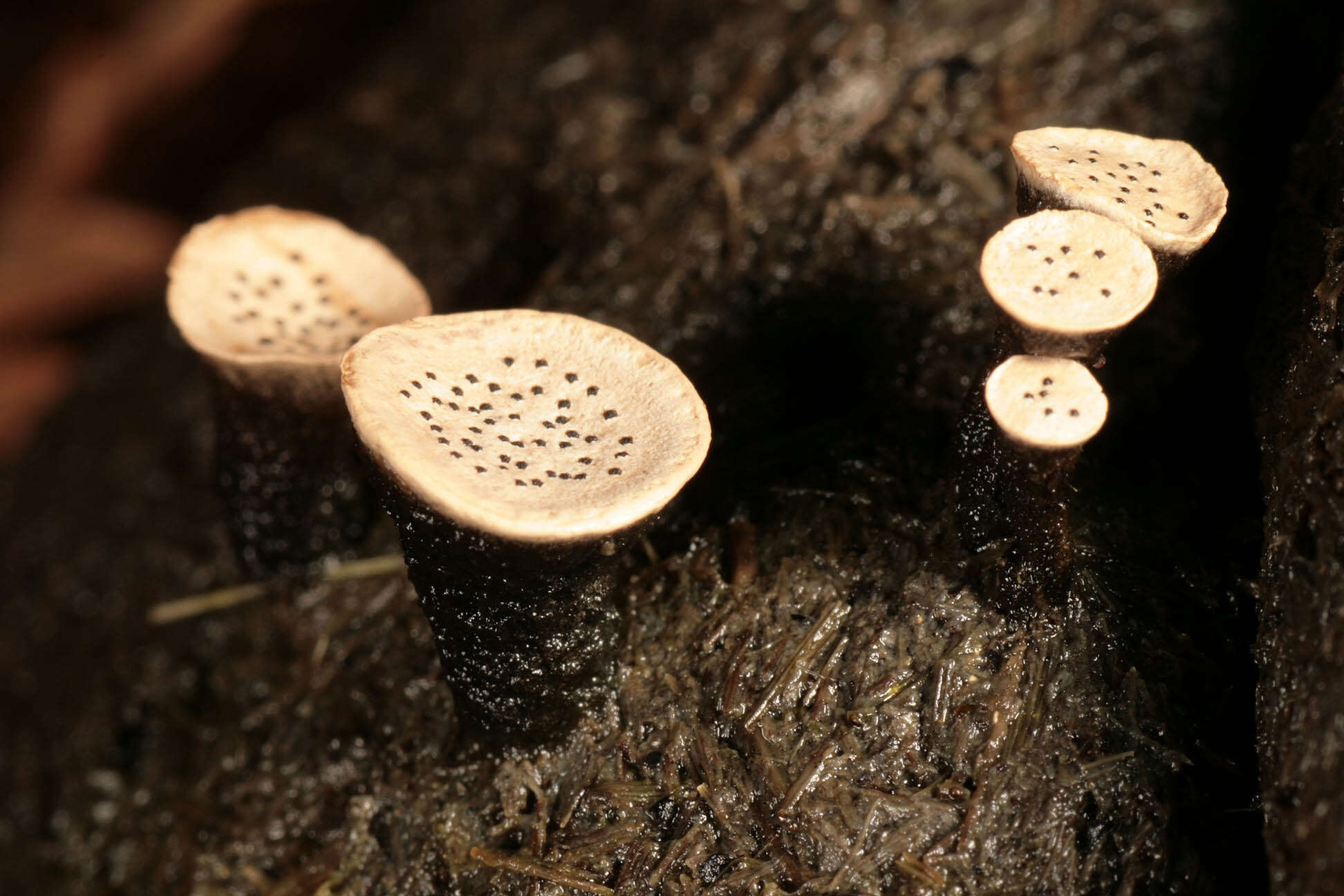 Image of Nail fungus