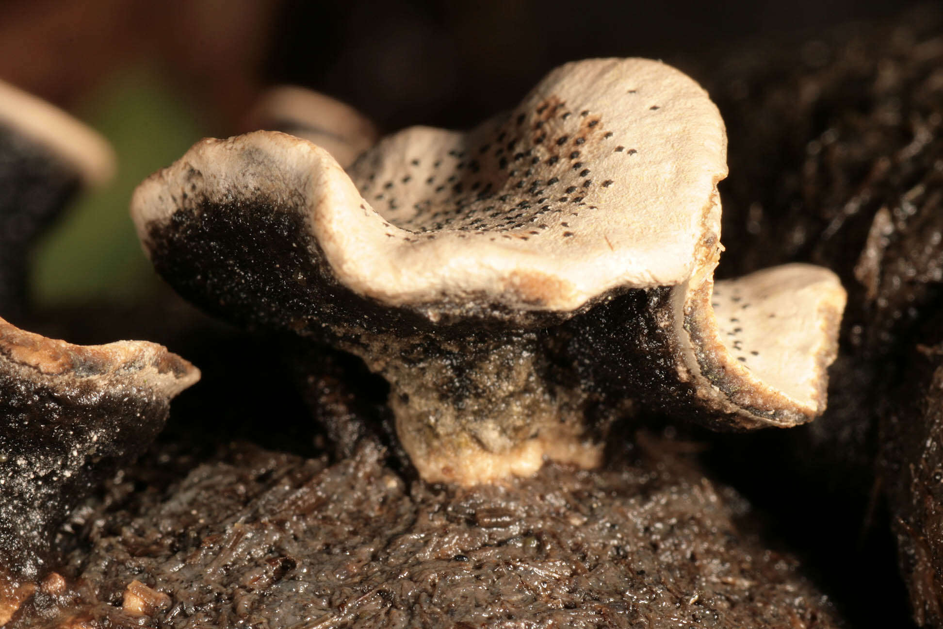 Image of Nail fungus