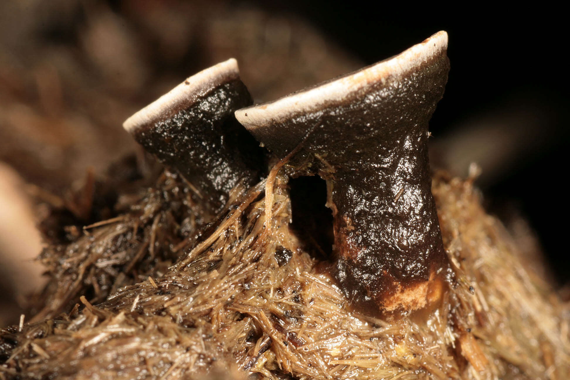 Image of Nail fungus