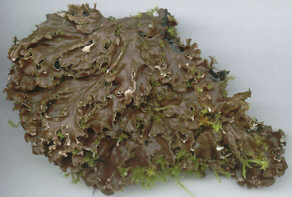 Image of Field dog-lichen;   Felt lichen