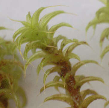 Image of great hairy screw-moss