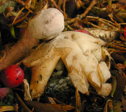 Image of Geastrum britannicum J. C. Zamora 2015