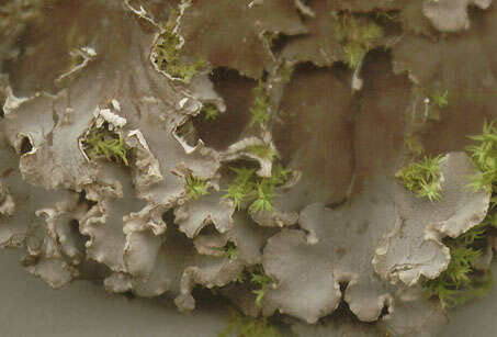 Image of Field dog-lichen;   Felt lichen