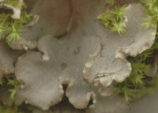 Image of Field dog-lichen;   Felt lichen