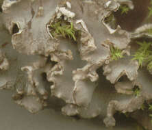 Image of Field dog-lichen;   Felt lichen