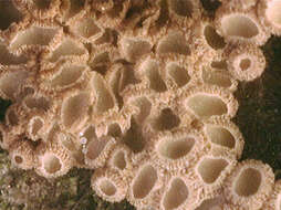 Image of Merismodes anomala (Pers.) Singer 1975