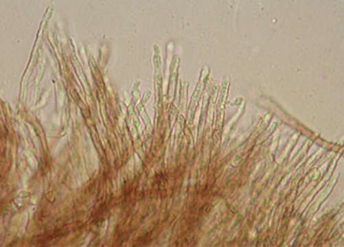 Sivun Merismodes anomala (Pers.) Singer 1975 kuva