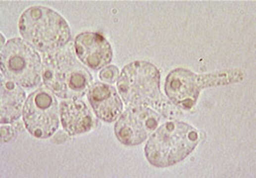 Image of Phaeotremella foliacea (Pers.) Wedin, J. C. Zamora & Millanes 2016