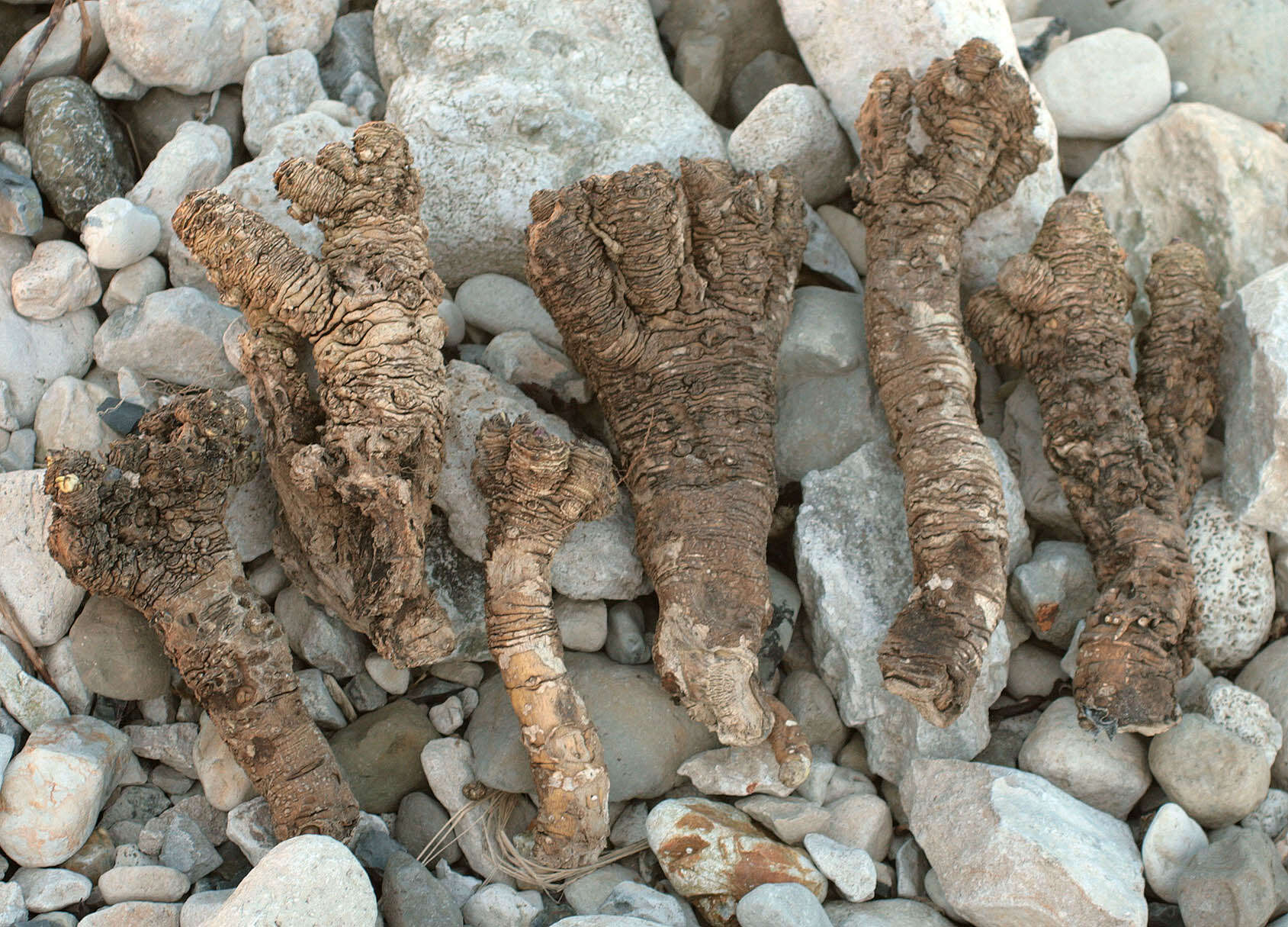 Image of sea kale