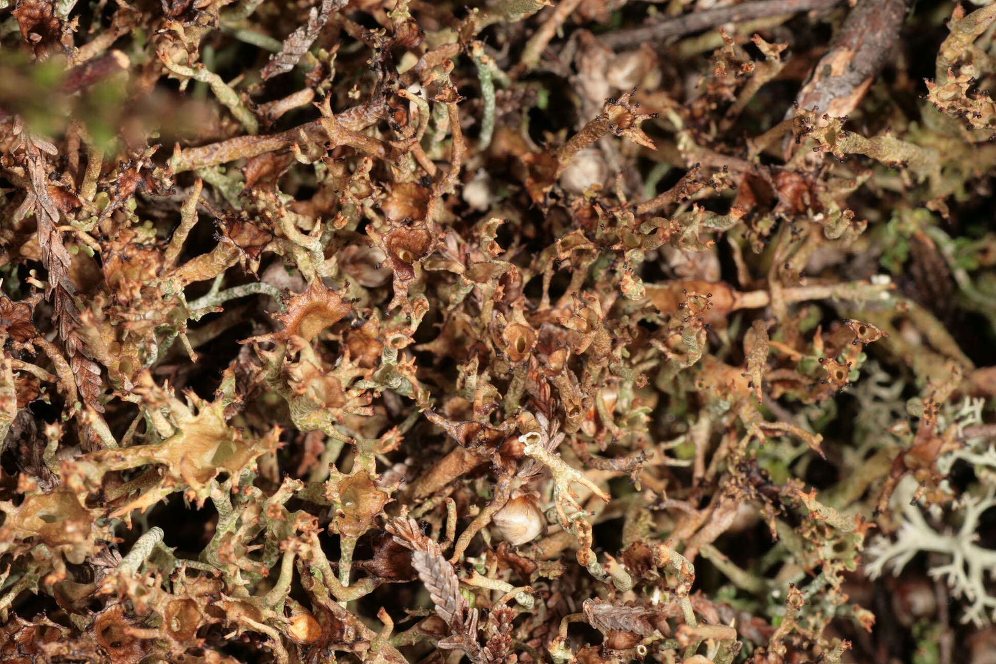 Image of cup lichen