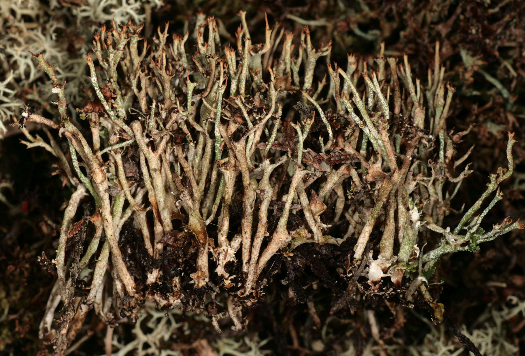 Image de Cladonia crispata var. cetrariiformis (Delise) Vain.