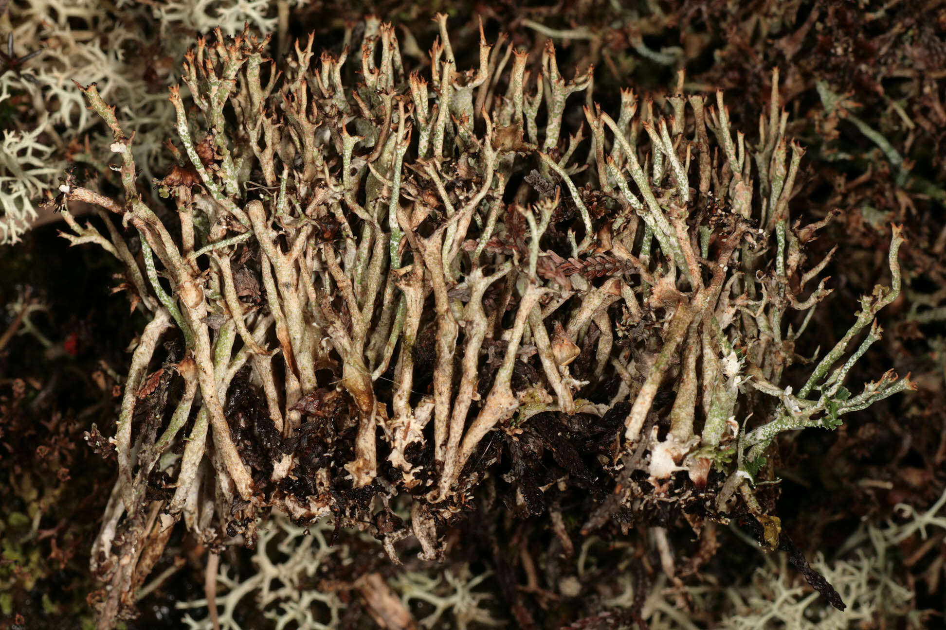 Image of cup lichen