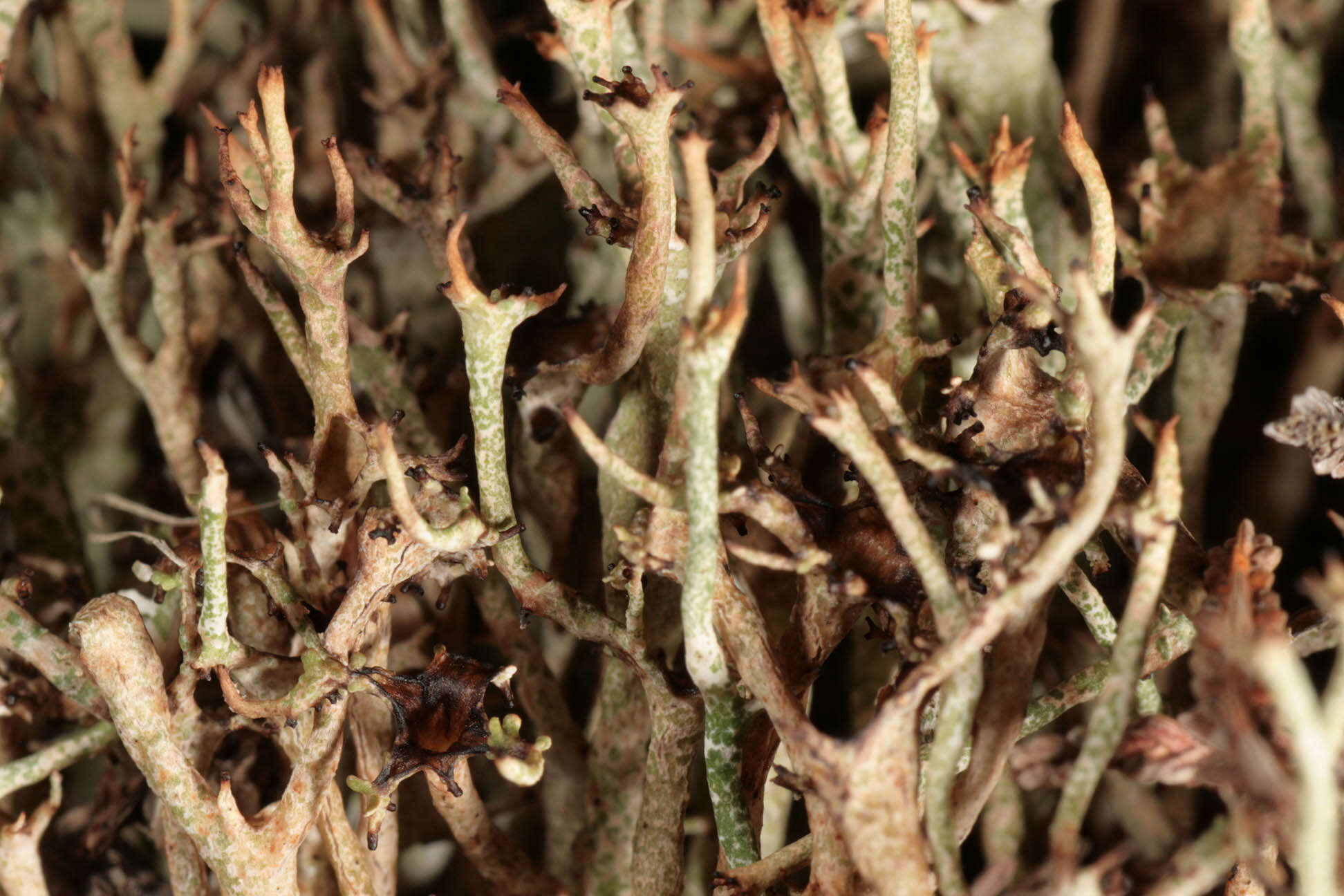 Image de Cladonia crispata var. cetrariiformis (Delise) Vain.