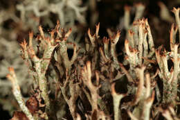 Image of cup lichen