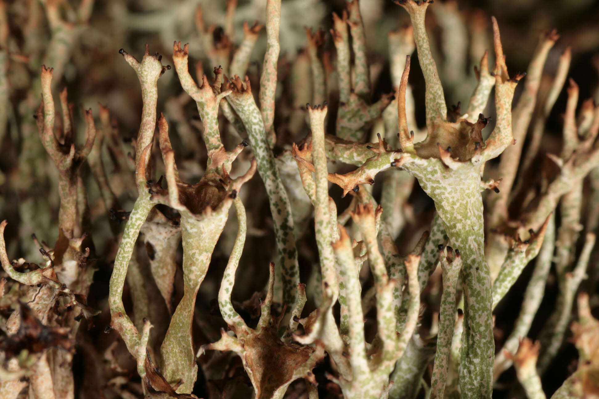 Image de Cladonia crispata var. cetrariiformis (Delise) Vain.