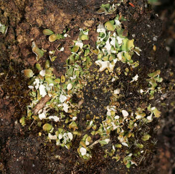 Image of Cladonia callosa Delise ex Harm.